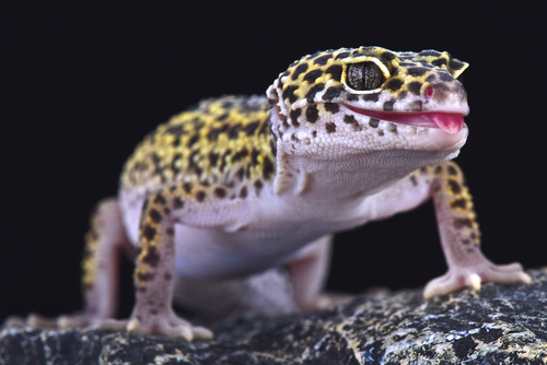 ヒョウモントカゲモドキ 冬 食欲