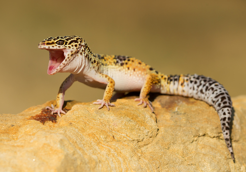 ヒョウモントカゲモドキ デュビア 食べない