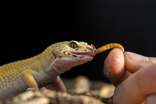 ヒョウモントカゲモドキ 拒食 ハニーワーム