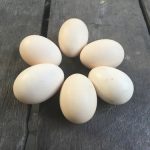ヒョウモントカゲモドキの卵の特徴と保温について　