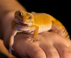 ヒョウモントカゲモドキ 飼育 注意